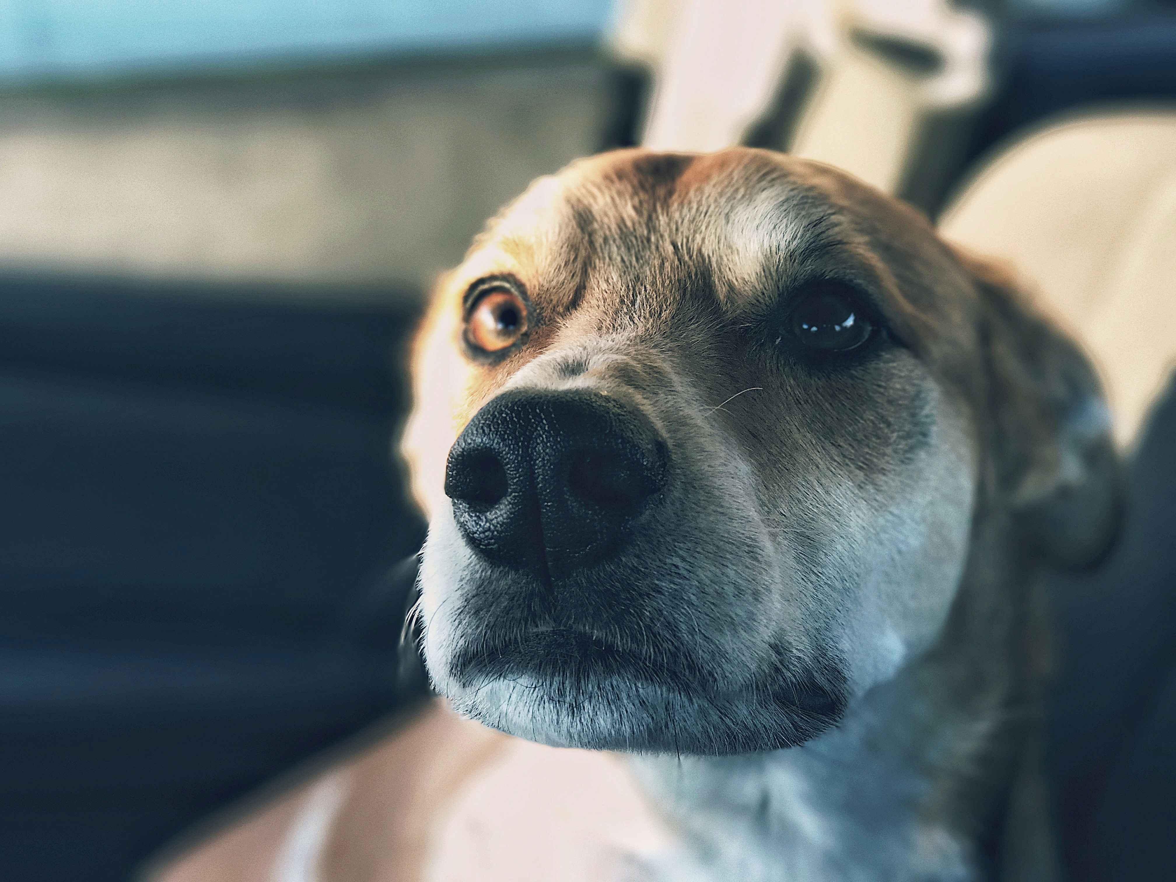 Distressed and upset looking dog