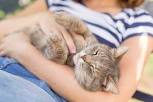 Gabapentin in Cats
