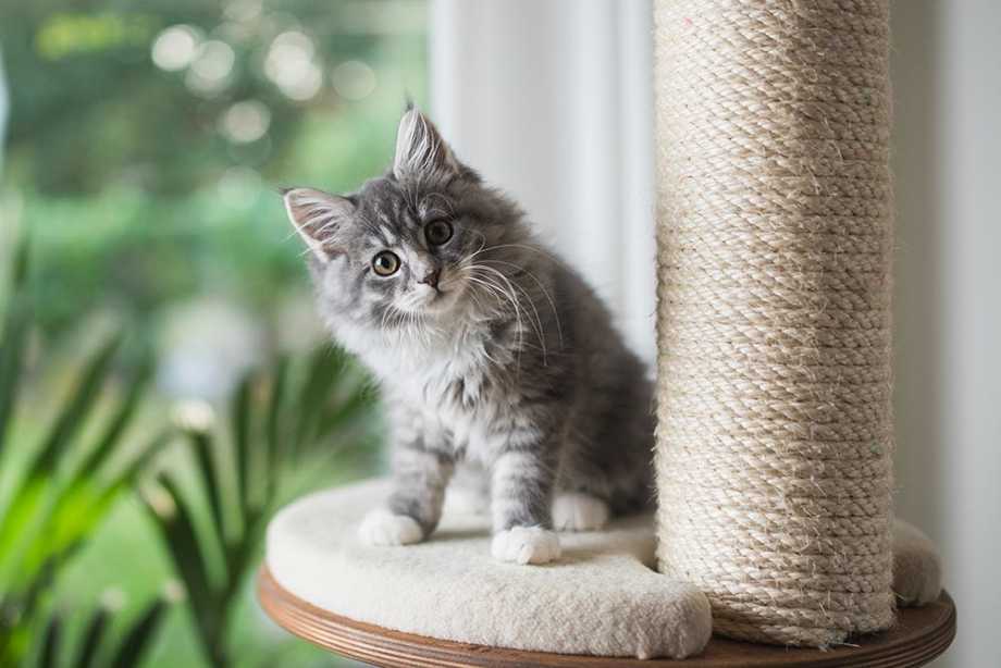 Kitten on scratching post