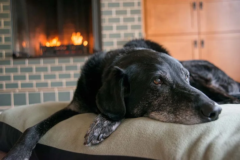 Senior dog lying on comfy bed in front of the fire