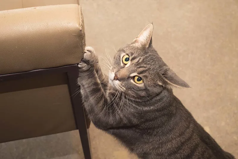 Tabby cat scratching a couch