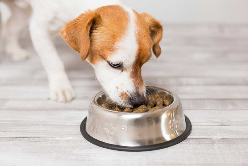 Dog eating from bowl