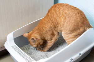 Orange cat next to litter box