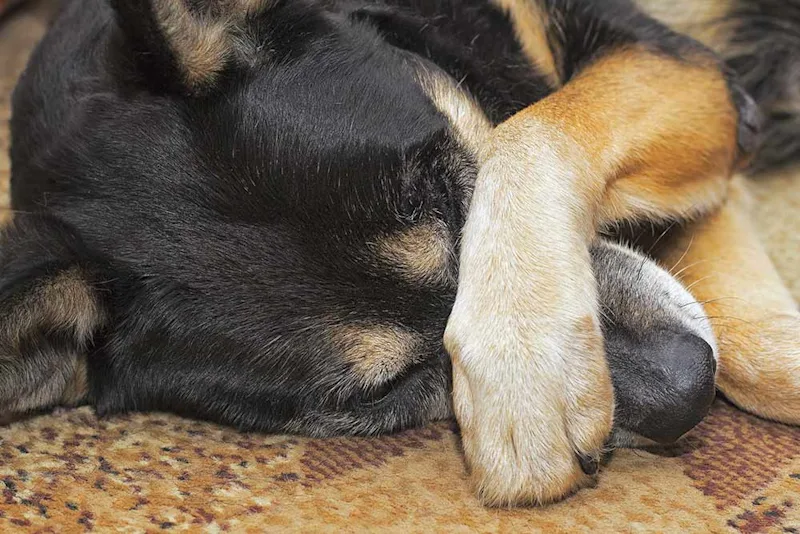Sad Dog Paw Over Face
