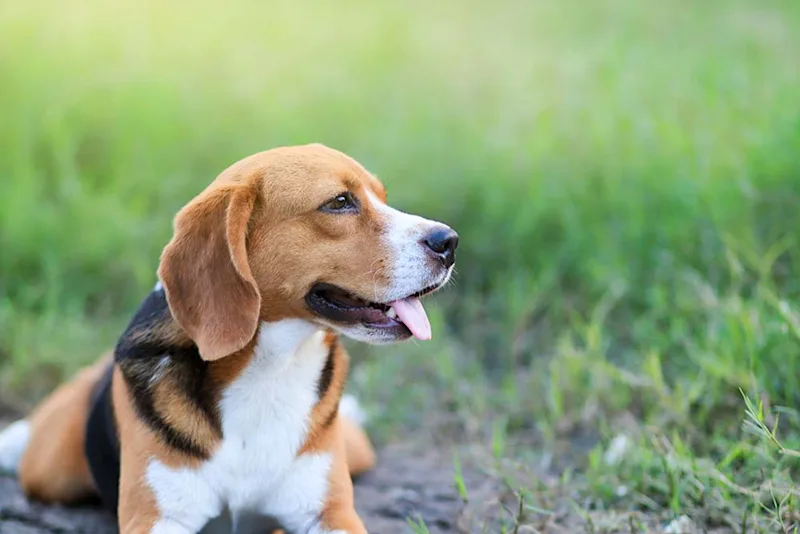 Beagle dog lying down on grass