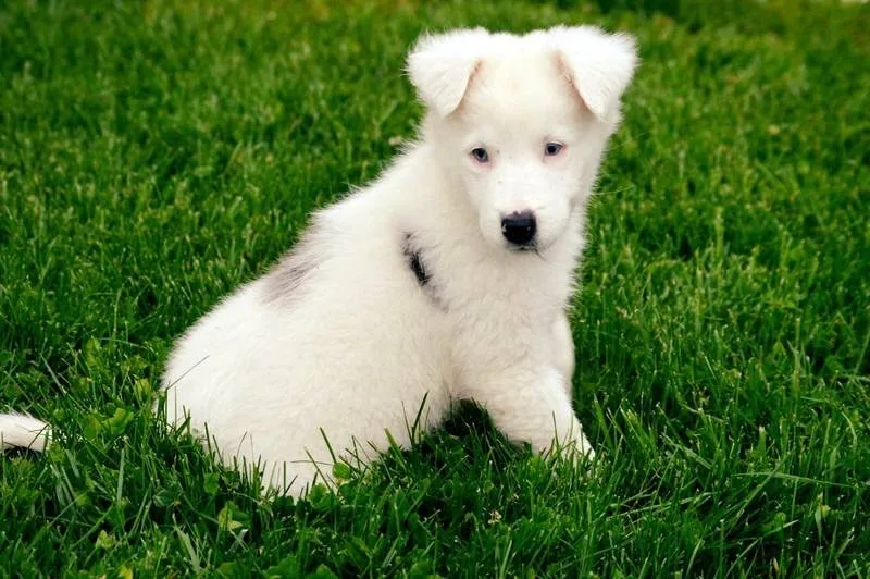 Puppy in Grass