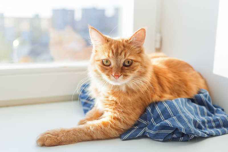 Ginger Cat on a Blanket