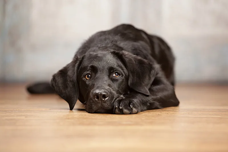 Lab laying on hardwood floor