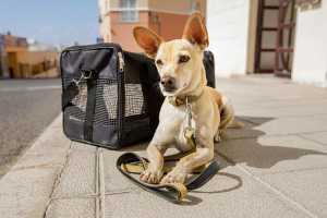 Dog laying next to travel kennel 