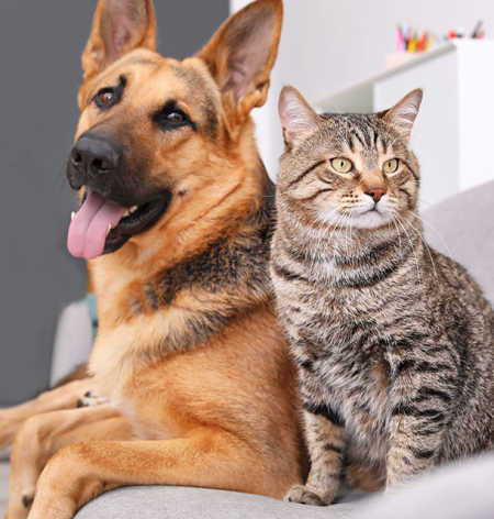 German sheopard and cat sitting together