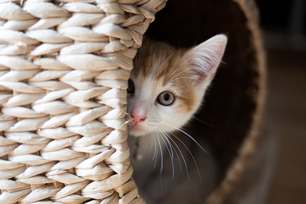 Reducing store cat anxiety