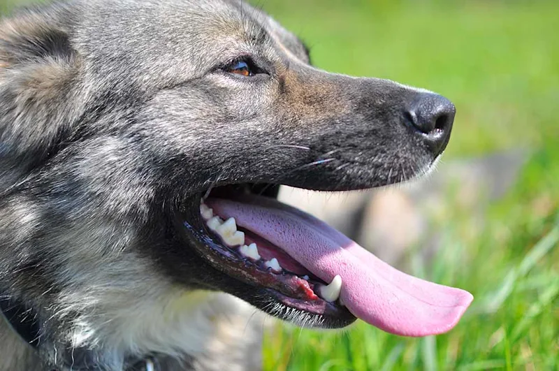 Dog laying in grass