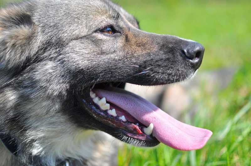 advanced periodontal disease in dogs