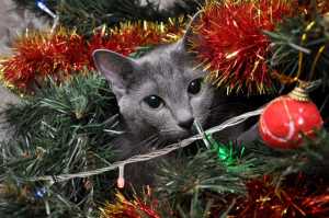 Cat in a Christmas Tree Holiday Hazards