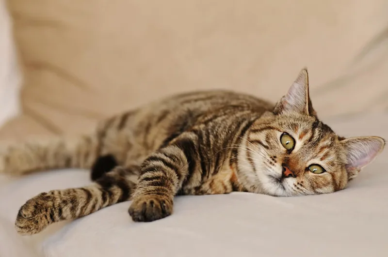 Cat Laying Down