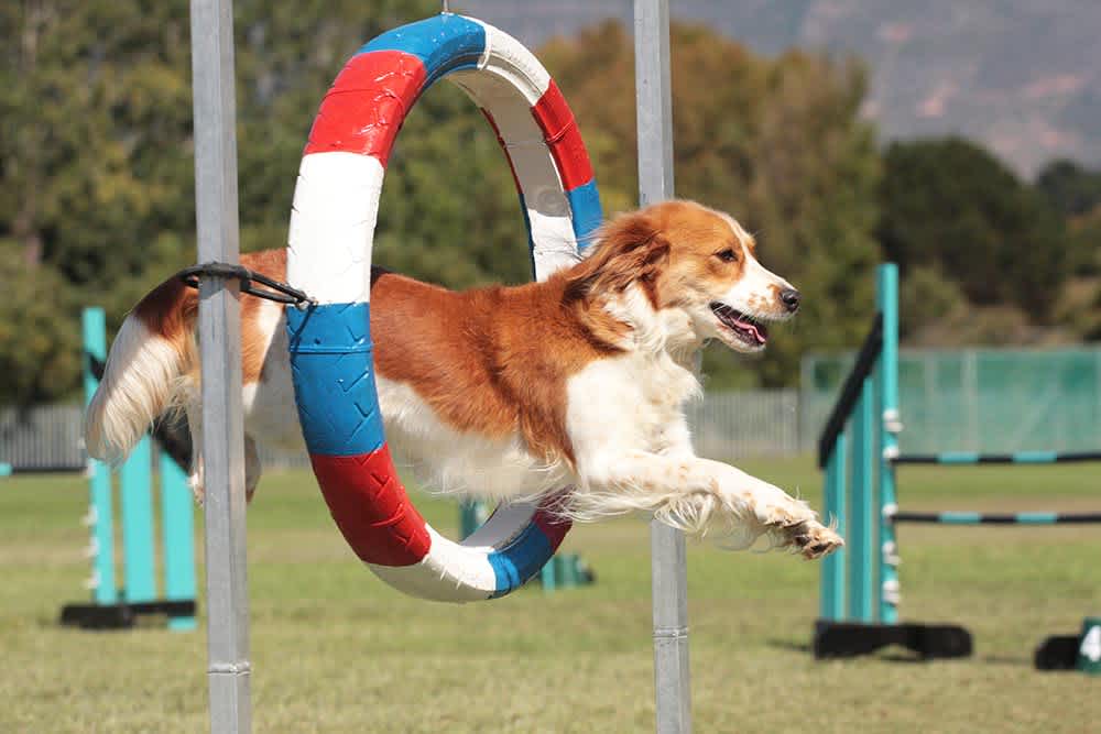 Dog Agility Jumping Through Tire