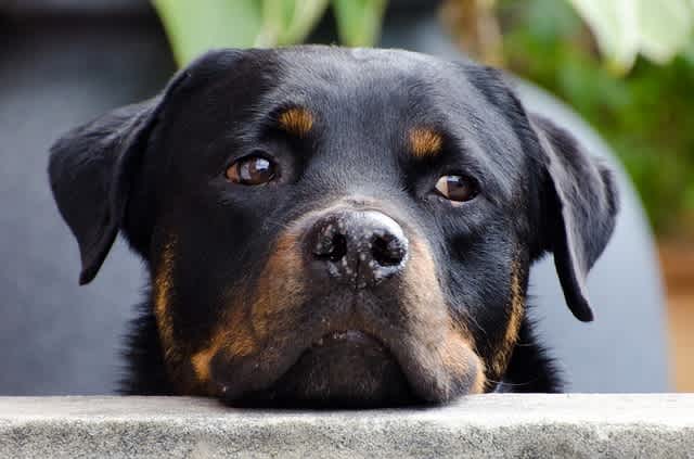 dog looking anxious