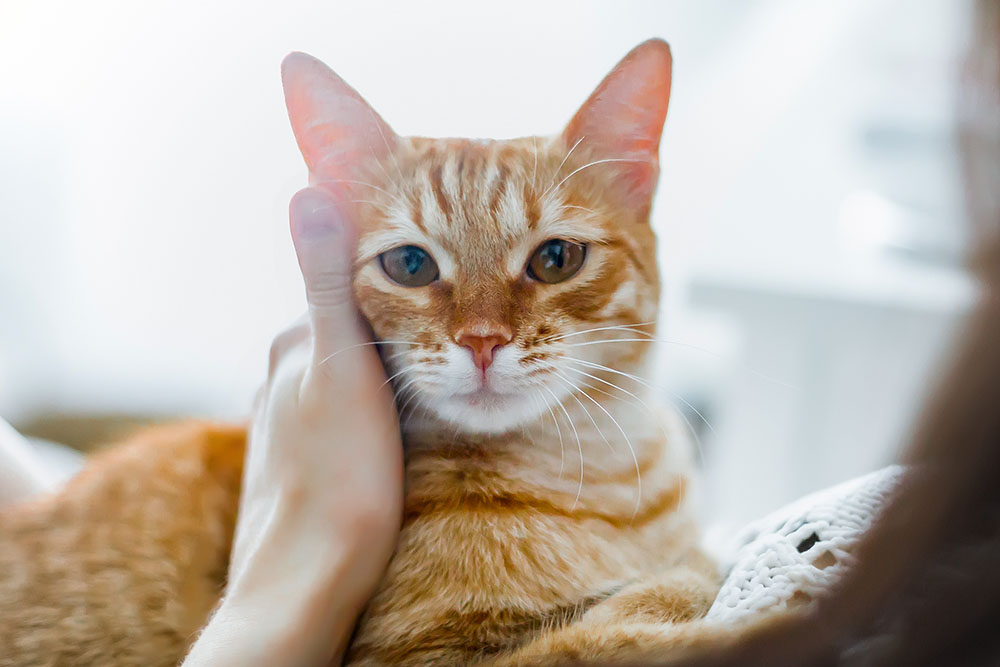 Ginger cat being stroked by owner and checked for lumps