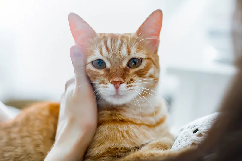 Ginger cat being stroked by owner and checked for lumps