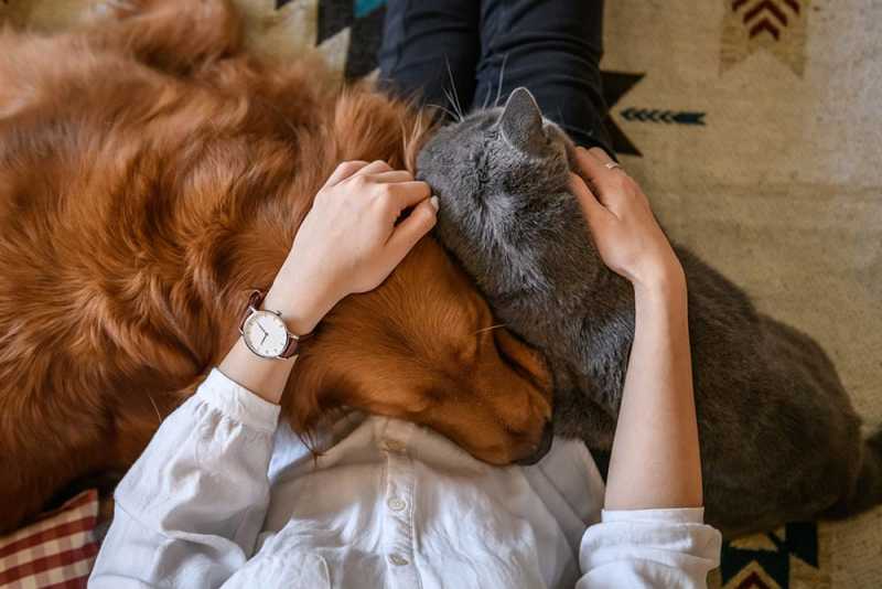 Cat and dog laying on woman's lap