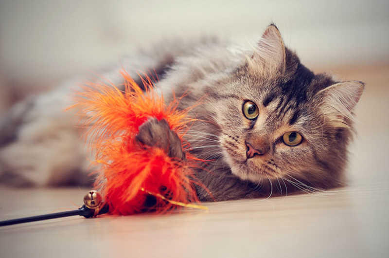 Cat playing with toy