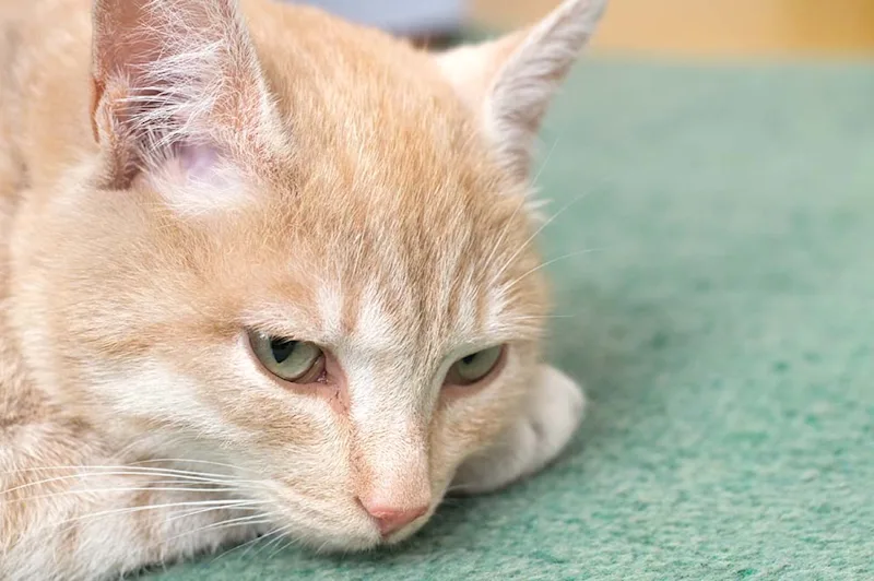 Cat lying down