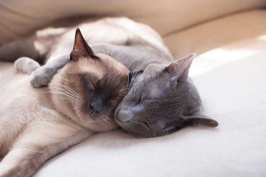 Two cats sleeping