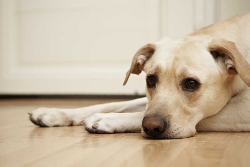 Dog laying on hardwood floor