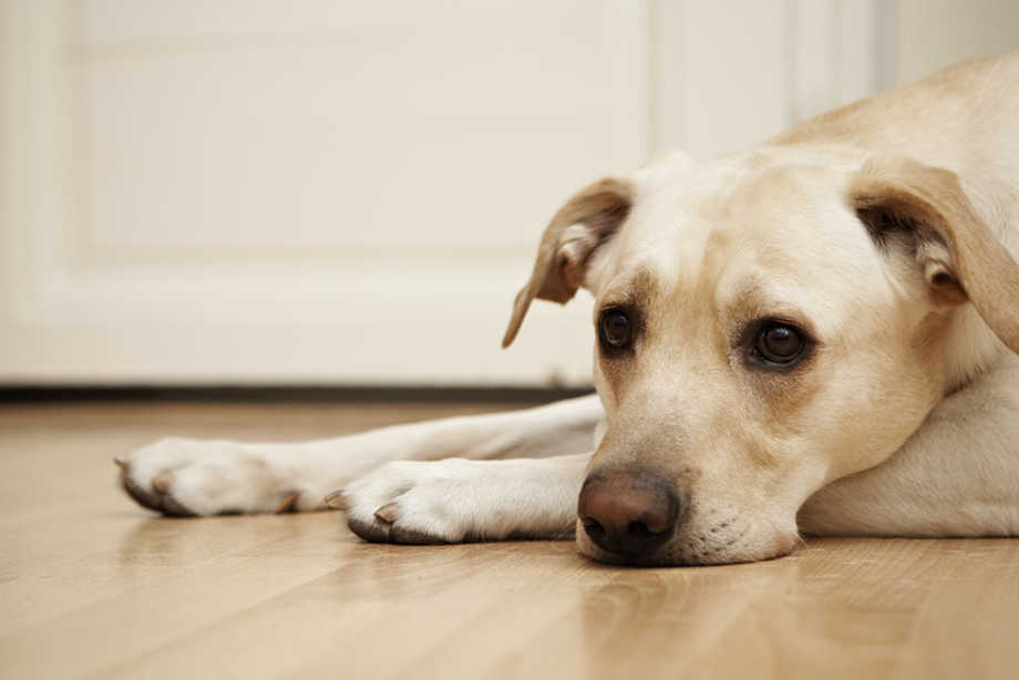 Leptospirosis in Dogs | Small Door Veterinary