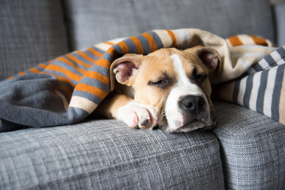 Mixed breed under blanket