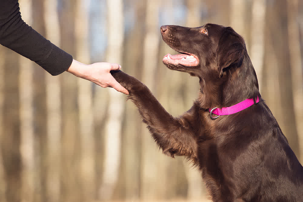 Person training dog to give paw handshake