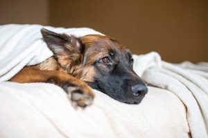 Dog with liver disease