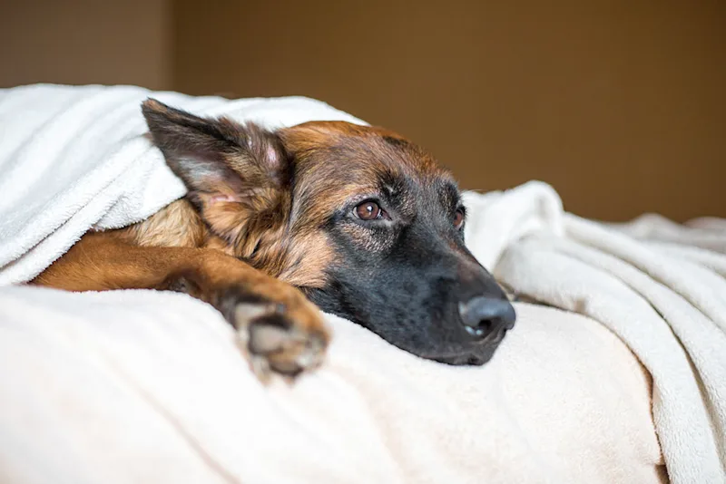 German Shepherd lying down on bed