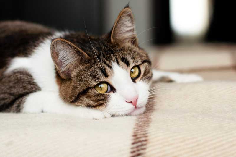 are intestinal parasites in cats contagious