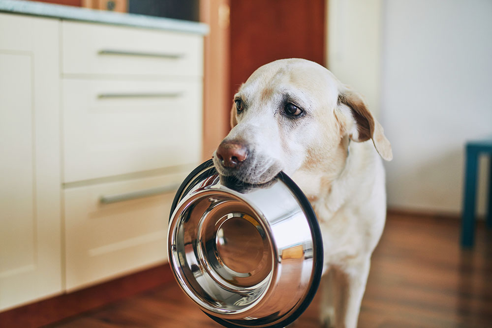 Dog food best sale for overweight dogs