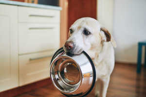 Overweight dog on diet holding food bowl