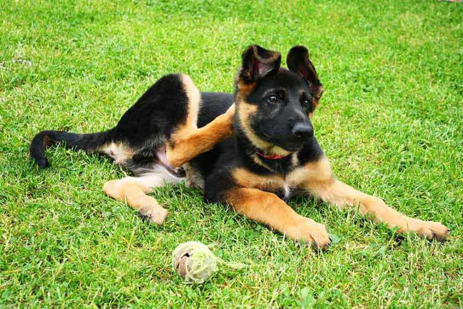 Dog with Allergies Scratching Himself