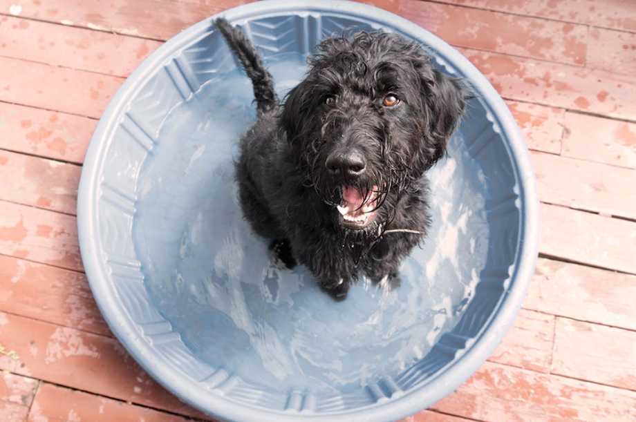 Dog sitting in kids plastic pool with water