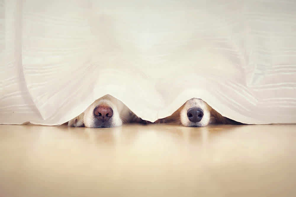 Dog noses poking out from under the bed