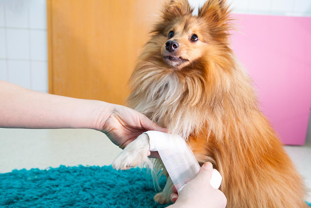 Dog getting first aid
