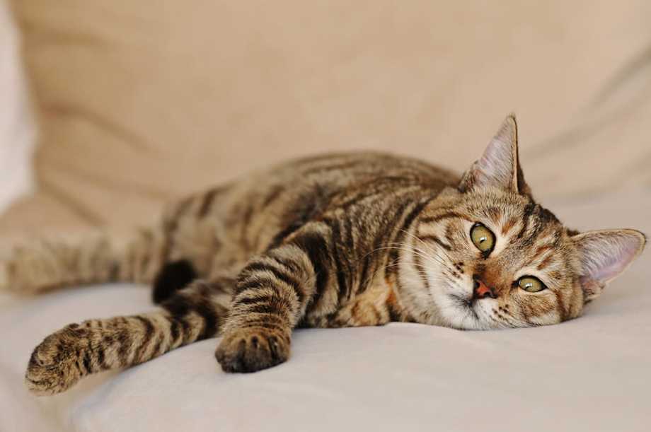 Hypothyroidism in Cats | Small Door Veterinary