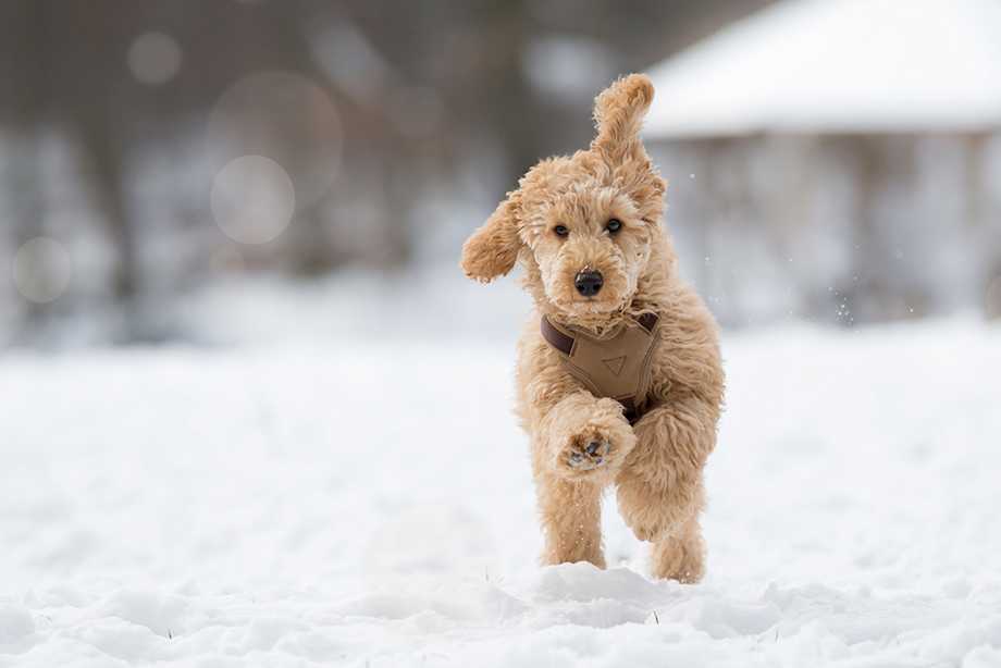 Does My Dog Need a Coat in Winter? Small Door Veterinary