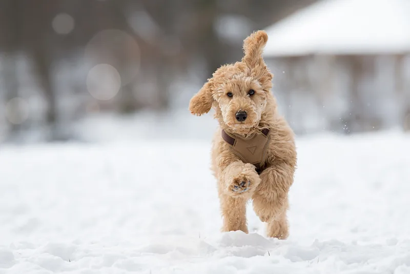 Dog running through snow
