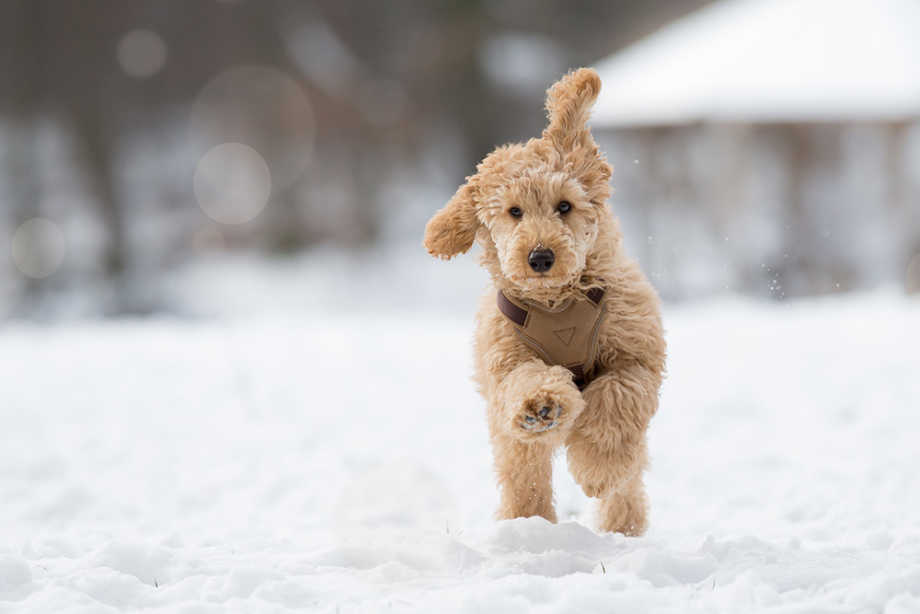 Dog running through snow 