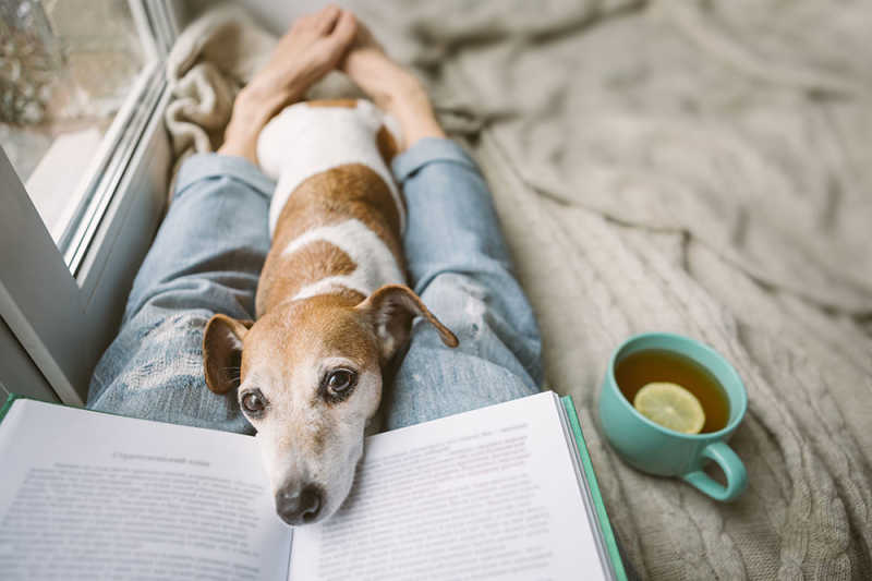 Dog lying on lap of owner reading book