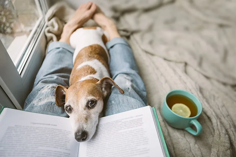 Dog lying on his owner's lap, who is reading a book and drinking tea
