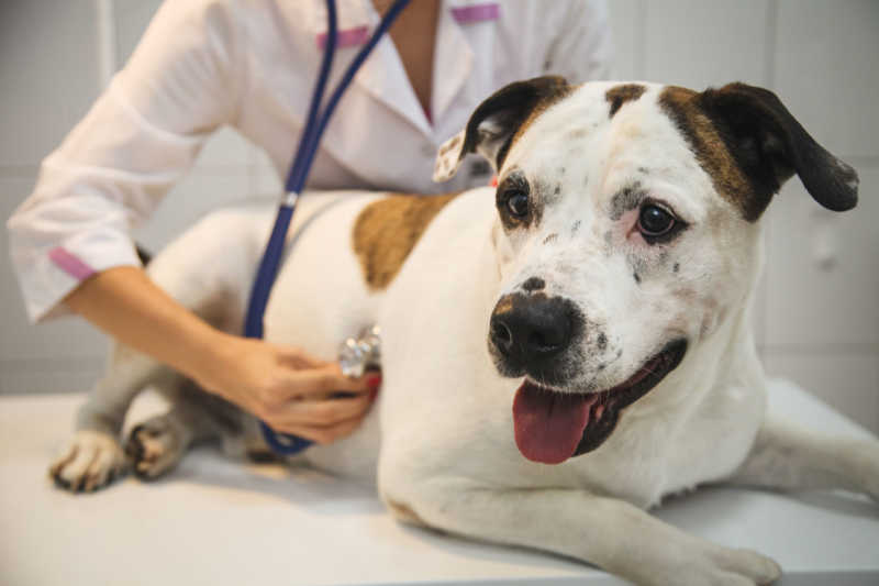 Dog and Vet with Stethoscope