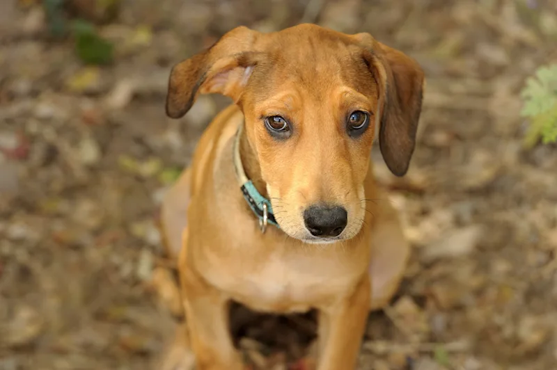 Puppy with Big Ears