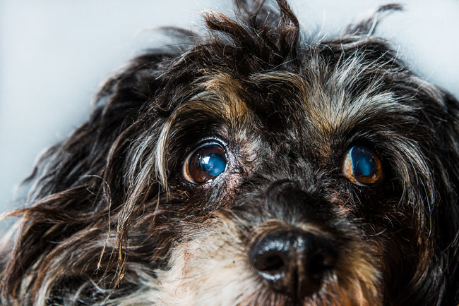 Medical eye patch outlet for dogs