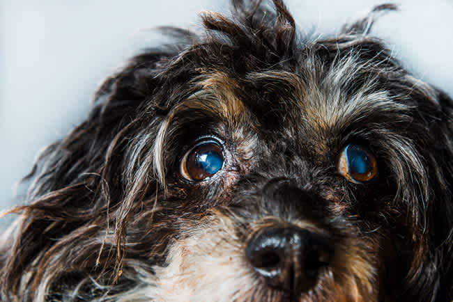 When To Put A Dog Down With Glaucoma  